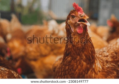 A close up look of healthy Chicken or hen , Concept of caring farming or agriculture. An eco-friendly or organic farm. Free cage hen, happy and healthy chicken in outdoor farm. Copy space