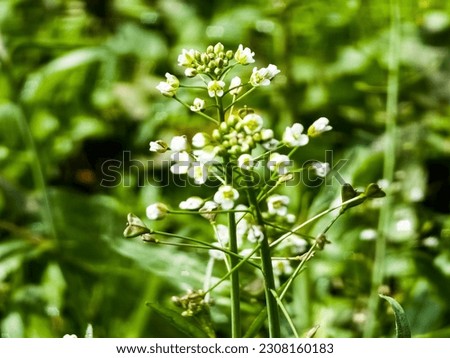 Green white flower weed grass shepherds purse or Capsella bursa pastoris as background image Royalty-Free Stock Photo #2308160183