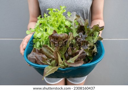 Cropped shot of woman holding a basket of green oak lettuce after harvesting from vegatable garden. Green Oak Leaf lettuce tastes great in wraps, sandwiches, tacos, and as a bed for cooked meats.