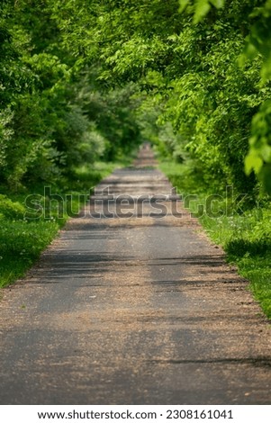 Paved nature walking path through lush green forest. 