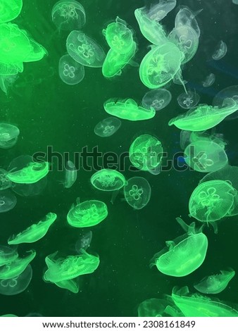 Jellyfish inside aquarium with green color