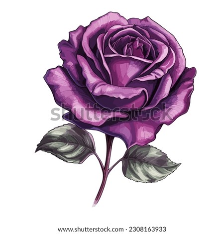 Purple Rose Flower Illustration Vector