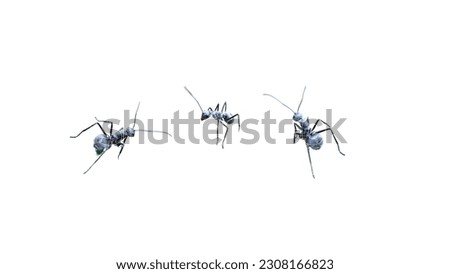 illustration of greeting card template isolated white background with negative space for design. nature theme with ants vector for decorative elements.
