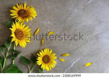 Border sunflowers on gray stone background with copy space. Blooming yellow flowers of rustic sunflowers top view.