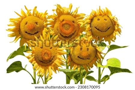 Five smiling sunflowers like olympians are precisely positioned to fit into rings as funny concept for sporting events and games. Sunflowers isolated on white background.