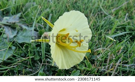 Nice background of a spring flower in detail.  ideal as a relaxing background or to print on a photo.
