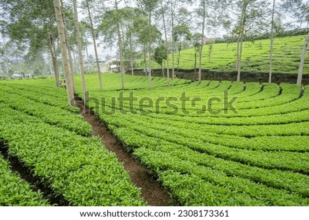 Landscape of green tea garden on the top mountain with cloudy sky. The photo is suitable to use for environment background, nature poster and nature content media.
