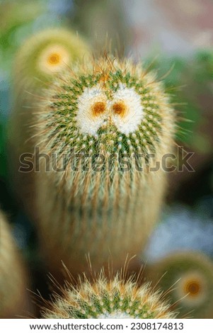 Macro close up of funny cactus with “face“ (eyes and hair). Cylindrical plant covered with bristles. Spiny pincushion cactus (Mammillaria spinosissima) a flowering plant in  cactus family Cactaceae. 
