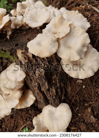 Wild mushrooms with broad white umbrellas grow on tree roots in groups, commonly called moon mushrooms