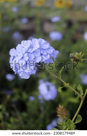 Divided purple flowers bloom in full bloom. Royalty-Free Stock Photo #2308179489