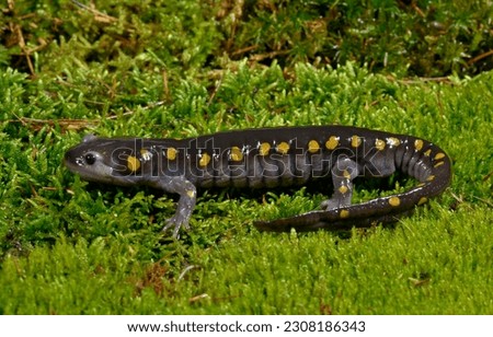 spotted salamander adult, New Jersey