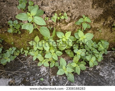 Parietaria wild plants thrive in Indonesia, this plant has green leaves which have many health benefits