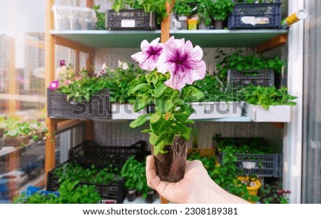 Seedling of a petunia flower in a male hand. Growing flowers. Plant business. Hobby. Soft focus.