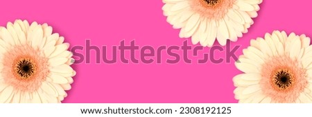 Banner with frame made of beige gerbera flowers on a magenta background. Place for text.