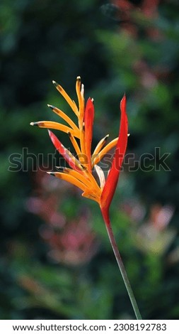 False bird of paradise flower plant with blurry green and red background, image for mobile phone screen, display, wallpaper, screensaver, lock screen and home screen or background  