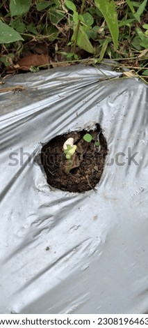 A sprout from one of the new vegetable plants