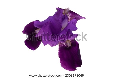 lilac iris isolated on white background