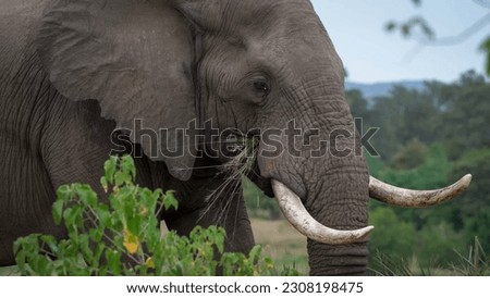 Close up of African elephants (Loxodonta)