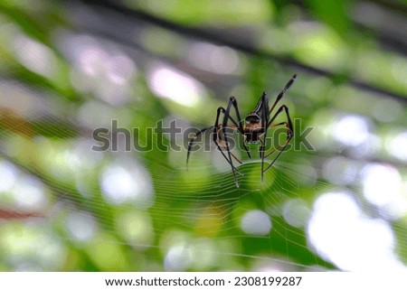 close up of spider with natural blur background