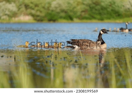 Canada goose parent taking care of their goslings, and feeding at lakeside. Royalty-Free Stock Photo #2308199569