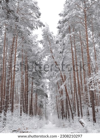 A snow-covered forest on a sunny winter day. white trees. Winter and christmas concept.