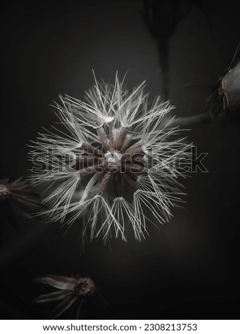 Experience the intricate details of the delicate beauty of dandelions up close. This macro picture showcases  the timeless charm of big, fluffy white dandelions against a black background