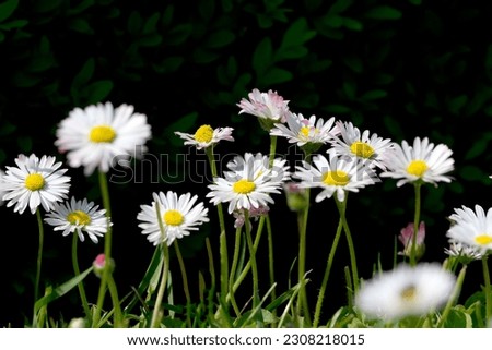 Beautiful flower plant picture blooming daisies close up on a bright summer sunny day