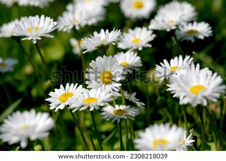 Beautiful flower plant picture blooming daisies close up on a bright summer sunny day