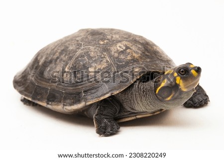 Yellow-spotted Amazon River Turtle, Podocnemis unifilis isolated on white background
 Royalty-Free Stock Photo #2308220249