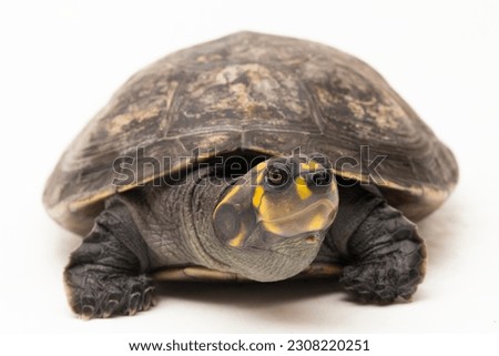 Yellow-spotted Amazon River Turtle, Podocnemis unifilis isolated on white background
 Royalty-Free Stock Photo #2308220251
