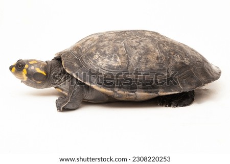 Yellow-spotted Amazon River Turtle, Podocnemis unifilis isolated on white background
 Royalty-Free Stock Photo #2308220253