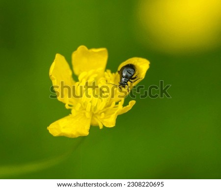 Bug collecting pollen on a flowers of meadow buttercup pictured in nature