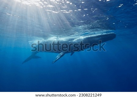 Blue whale, Ocean, Srilanka, Mirissa Royalty-Free Stock Photo #2308221249