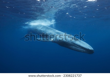 Blue whale in Mirissa srilanka Royalty-Free Stock Photo #2308221737