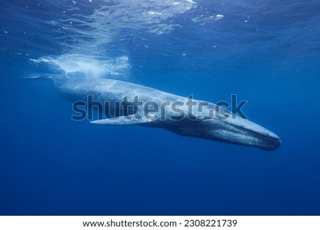 Blue whale in Mirissa srilanka Royalty-Free Stock Photo #2308221739