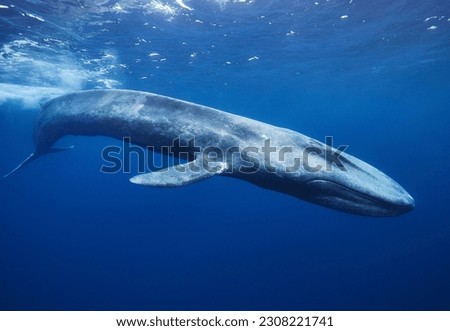 Blue whale in Mirissa srilanka Royalty-Free Stock Photo #2308221741