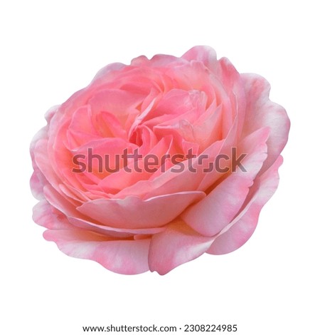pink rose isolated on white background 