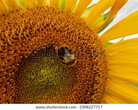 close up picture of a yellow and brown sunflower showing the seeds and the yellow petals. There is a bright yellow and black bumble bee at the front collecting nectar 