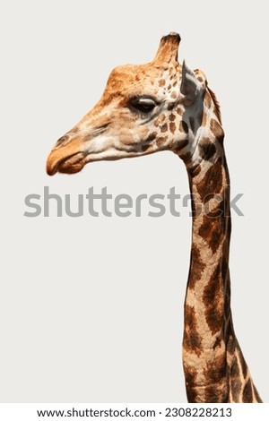 adult cute giraffe isolated on a white background, close-up
