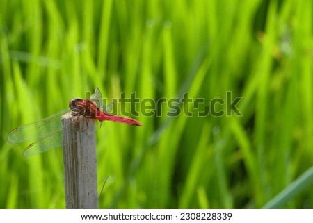 macro photo, red dragonfly perched on a wood at the edge of a rice field