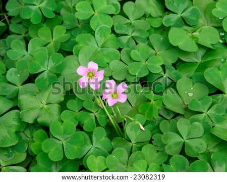Flowers and Green leaves