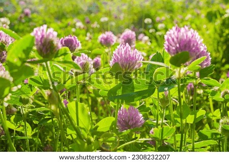 Summer landscape with flowers of clover lit by soft sunlight at the summer meadow