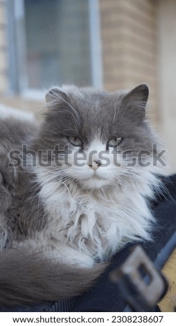portrait of a gray cat against a brick wall