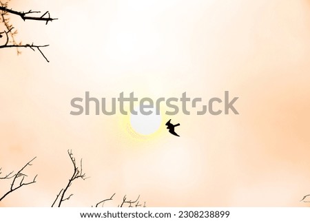 Falcon in the sky and solar disk - swift free flight. Artistic image