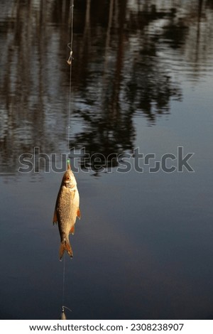 Roach. Gambling fishing on the river in the evening. Leger rig evening biting, bottom line set up Royalty-Free Stock Photo #2308238907