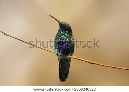 Rivoli's hummingbird sitiing on branch. High quality photo