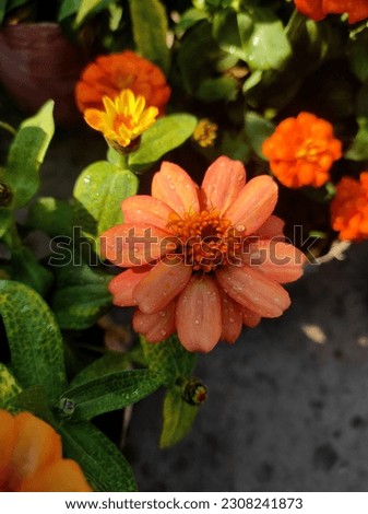 Orange daisy, bloom, flower. Good morning flowers, Purple flowers

