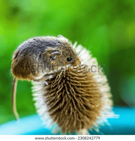 A very  small rodent in Europe usually found in fields of cereal crops, such as wheat and oats, in reed beds and in other tall ground vegetation, such as long grass and hedgerows. Royalty-Free Stock Photo #2308242779