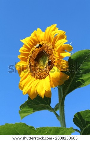 Sunflower blossom on blue sky