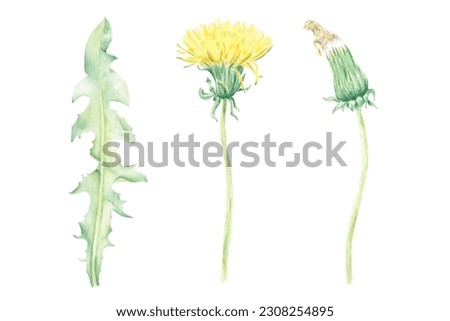 Watercolor clipart isolated wildflower hand-drawn in watercolor in botanical style for use in logo, wedding, holiday and food design. Yellow daisy flower for decorating cards, gift wrapping, posters